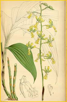   ( Cephalantheropsis obcordata ) Curtis's Botanical Magazine 1853
