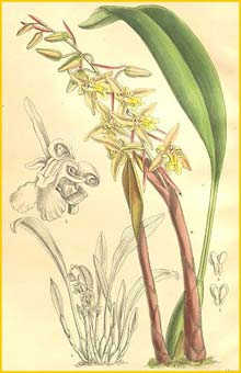  - . - ( Chelonistele sulphurea var. sulphurea ) Curtis's Botanical Magazine 1908