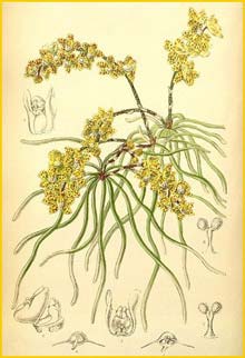   ( Chiloschista lunifera )  Curtis's Botanical Magazine 1889