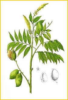   ( Crudia blancoi ) Flora de Filipinas 1880-1883 by Francisco Manuel Blanco