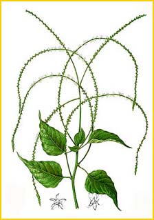   ( Deeringia amaranthoides ) Flora de Filipinas 1880-1883 by Francisco Manuel Blanco