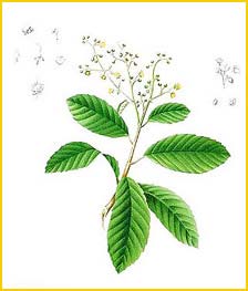   /   ( Delima sarmentosa / Tetracera scandens ) Flora de Filipinas 1880-1883 by Francisco Manuel Blanco