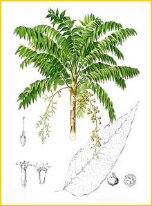   ( Dysoxylum blancoi ) Flora de Filipinas 1880-1883 by Francisco Manuel Blanco