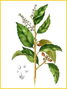   ( Scolopia rhinanthera ) Flora de Filipinas 1880-1883 by Francisco Manuel Blanco