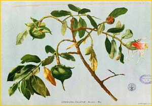  ( Sonneratia pagatpat ) Flora de Filipinas 1880-1883 by Francisco Manuel Blanco