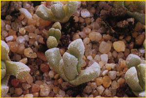  - ( Stomatium alboroseum )