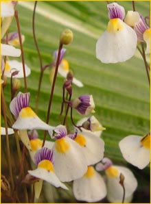   ( Utricularia parthenopipes )
