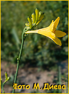   (Hemerocallis lilio-asphodelus)
