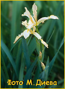   (Iris halophila)
