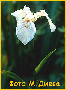   ( Iris pseudacorus f.albiflorus )
