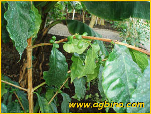   (Coffea stenophylla )