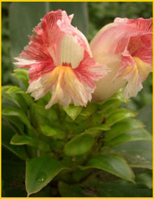    ( Costus guanaiensis )