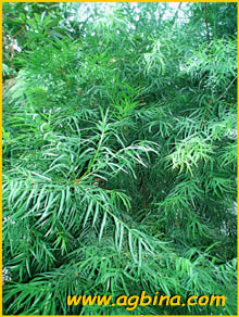   ( Decussocarpus falcatus )