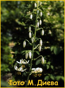   .   (Lilium martogon f.albiflorum)