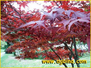   - ( Acer palmatum atropurpureum )