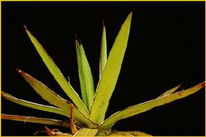   ( Agave colimana )