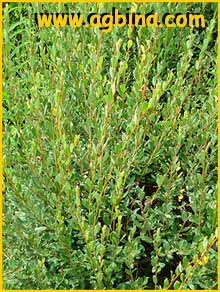    .  ( Salix repens ssp. argentea )
