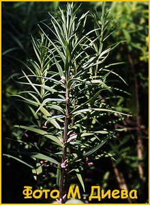   (Polygonatum roseum)