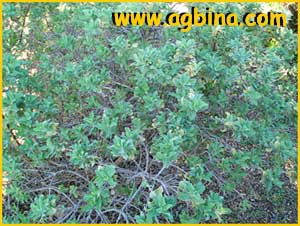 Шалфей африканский желтый ( Salvia africana lutea )