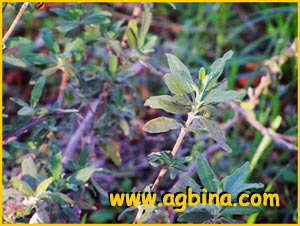 Шалфей Мюнца ( Salvia munzii )