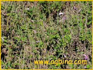 Шалфей шершавый ( Salvia scabra )
