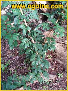    (Schinus terebinthifolia)