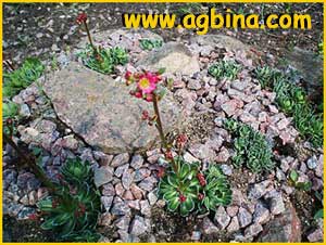   - ( Saxifraga paniculata atropurpurea )