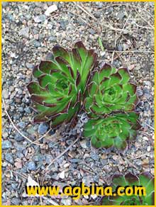    ( Sempervivum atlanticum )