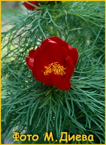   (Paeonia tenuifolia)