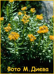   ( Rhodiola linearifolia )