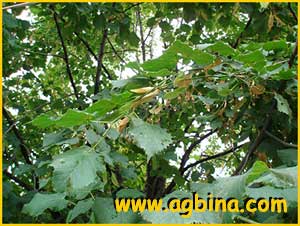    ( Tilia caucasica / rubra / dasystyla )