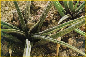   ( Aloe bellatula )