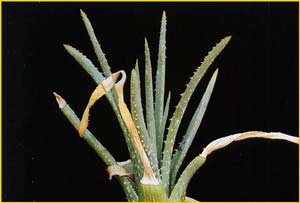   ( Aloe bowiea )