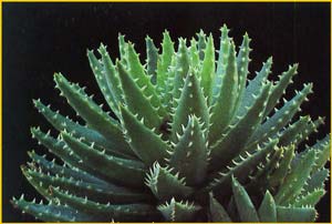   ( Aloe brevifolia / prolifera )