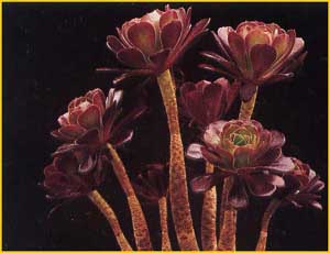    - ( Aeonium arboreum var. atropurpureum )