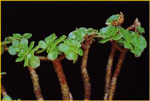    ( Aeonium spathulatum )