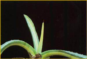   .    ( Agave americana var. mediopicta f. alba)