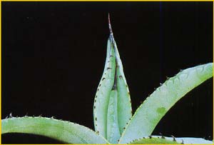    ( Agave parryi )