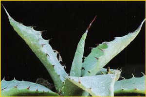    ( Agave parryi var. couesii )
