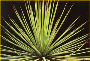   ( Agave stricta )