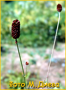   ( Sanguisorba officinalis )