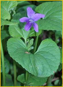   (Viola langsdorfii)