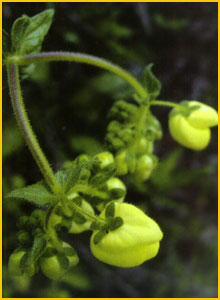   (Calceolaria petiolaris)