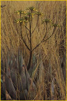    ( Aloe hereroensis var. lutea )