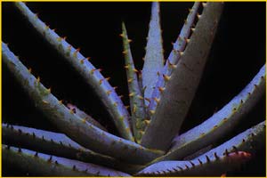   ( Aloe pachygaster )