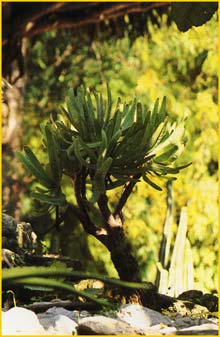  ( Aloe plicatus )