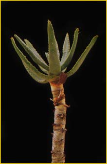   ( Aloe ramosissima )