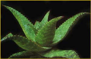   ( Aloe saponaria / disticha / latifolia / umbellata )