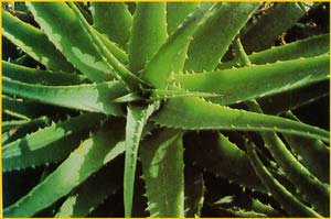   ( Aloe spinosissima )