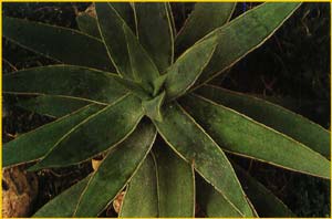    ( Aloe striata / hanburyana )